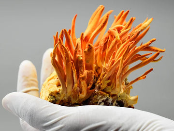 Cordyceps equals Performance
