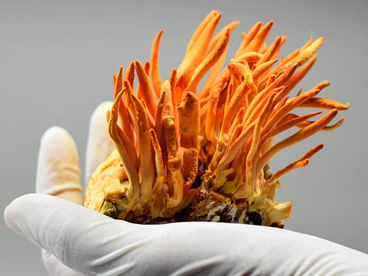 Cordyceps equals Performance