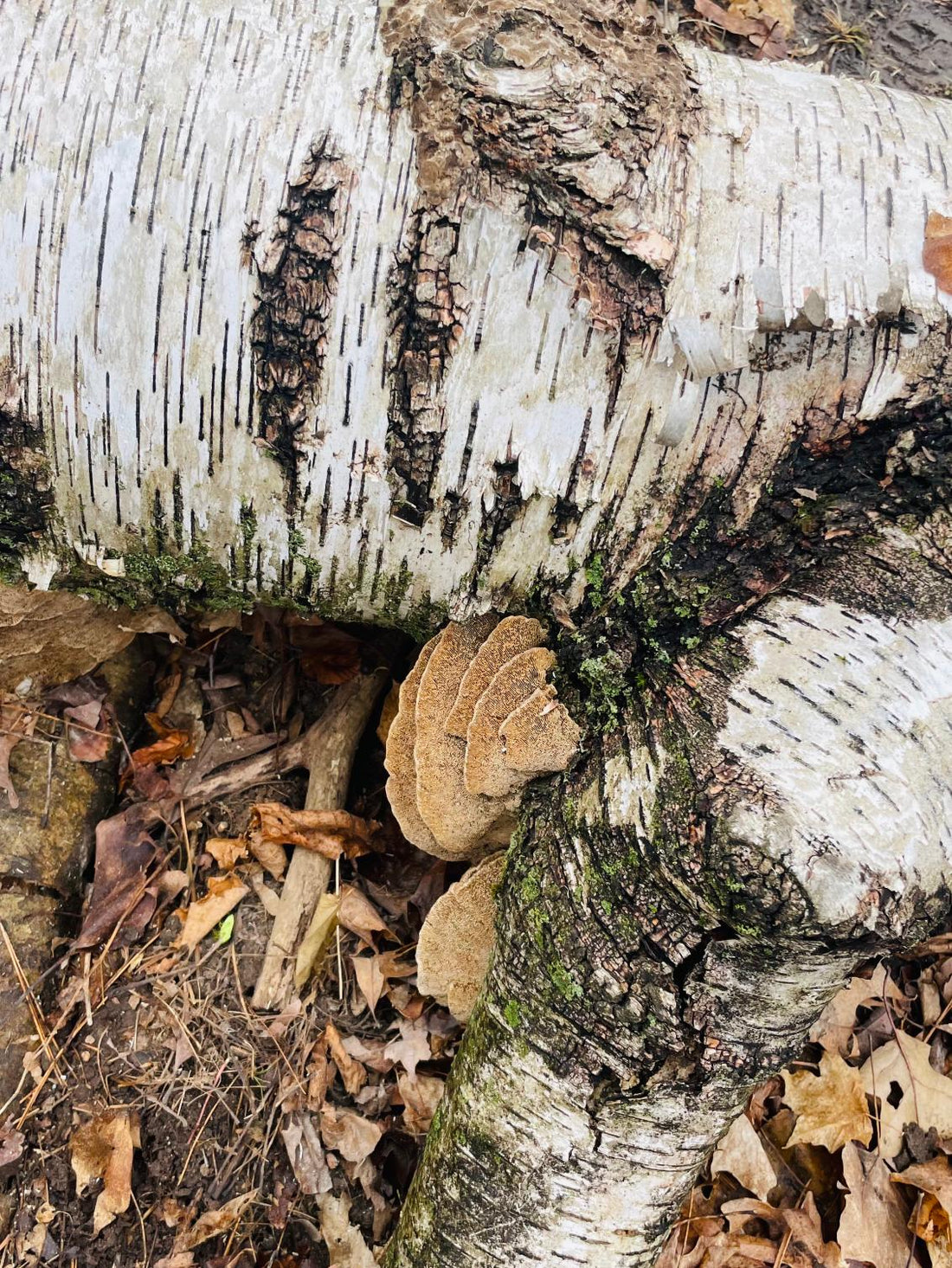 Functional mushrooms