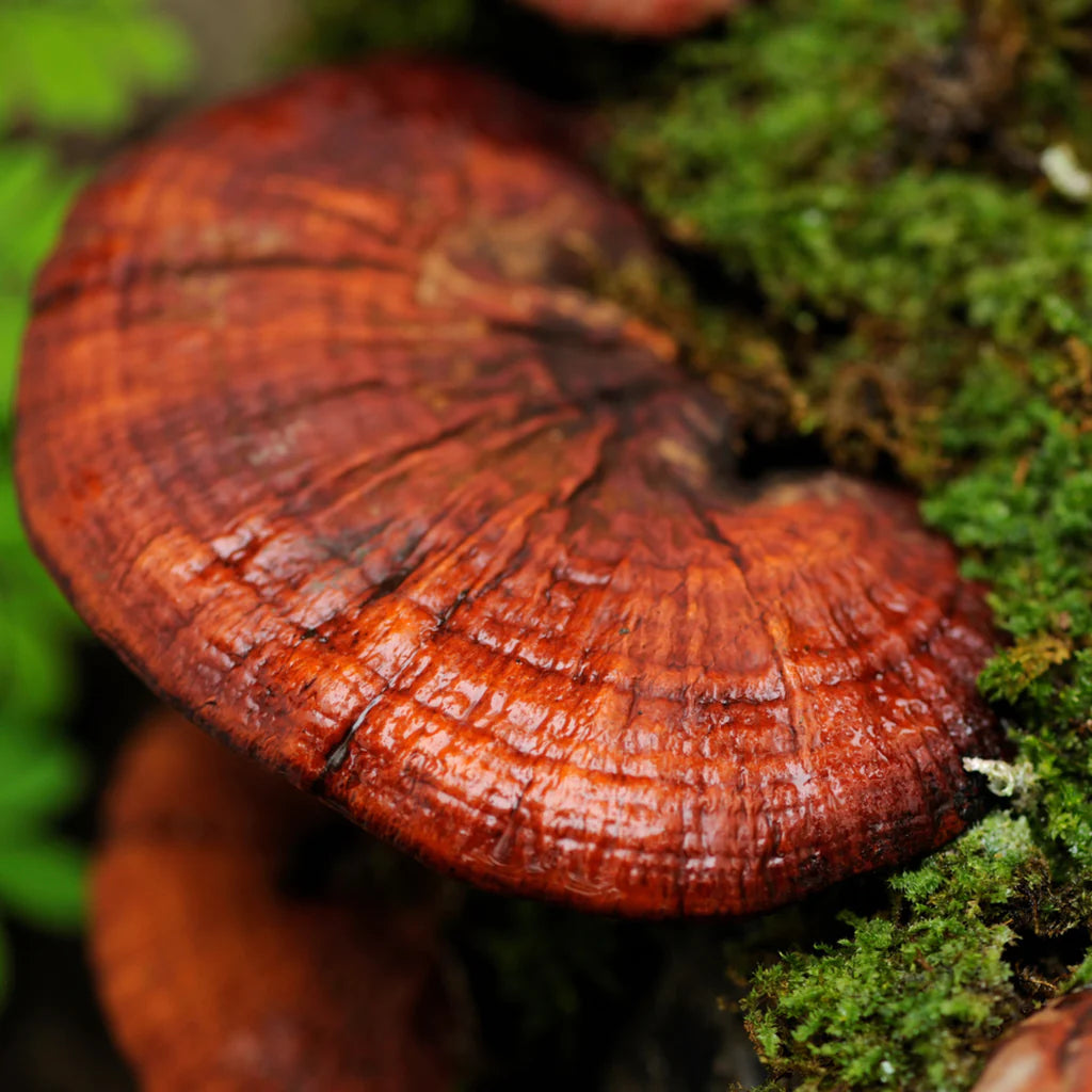 Reishi: The Mushroom of Immortality