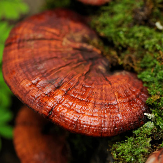 Reishi: The Mushroom of Immortality