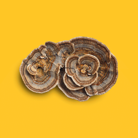 Mushrooms vs. Multivitamins: What Actually Works?