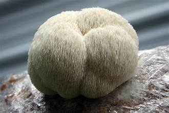 Lion's Mane: A Brain-Boosting Mushroom Backed by Science