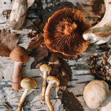 The Basics of Functional Mushrooms: What You Need to Know